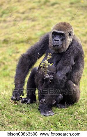 "Western Lowland Gorilla (Gorilla gorilla gorilla), adult female with young, feeding, Apeldoorn, Netherlands" View Large Photo Image Stock Photo - "Western Lowland Gorilla (Gorilla gorilla gorilla), adult female with young, feeding, Apeldoorn, Netherlands". Fotosearch