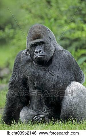 "Western Lowland Gorilla (Gorilla gorilla gorilla), male, silverback, native to Africa, captive, Germany, Europe" View Large Photo Image Stock Photograph - "Western Lowland Gorilla (Gorilla gorilla gorilla), male, silverback, native to Africa, captive, Germany, Europe". Fotosearch