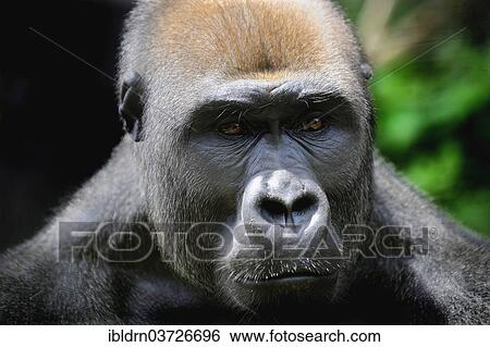 "Western Lowland Gorilla (Gorilla gorilla gorilla) in the reintroduction enclosure of Mefou Primate Sanctuary, Centre Region, Cameroon, Africa" View Large Photo Image Stock Photograph - "Western Lowland Gorilla (Gorilla gorilla gorilla) in the reintroduction enclosure of Mefou Primate Sanctuary, Centre Region, Cameroon, Africa". Fotosearch