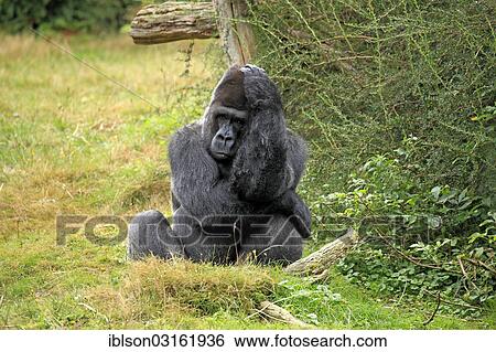 "Western Lowland Gorilla (Gorilla gorilla gorilla), adult male, captive, Apenheul Primate Park, Apeldoorn, Gelderland, The Netherlands, Europe" View Large Photo Image Stock Photograph - "Western Lowland Gorilla (Gorilla gorilla gorilla), adult male, captive, Apenheul Primate Park, Apeldoorn, Gelderland, The Netherlands, Europe". Fotosearch