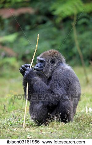 "Western Lowland Gorilla (Gorilla gorilla gorilla), adult female, eating, captive, Apenheul Primate Park, Apeldoorn, Gelderland, The Netherlands, Europe" View Large Photo Image Stock Photograph - "Western Lowland Gorilla (Gorilla gorilla gorilla), adult female, eating, captive, Apenheul Primate Park, Apeldoorn, Gelderland, The Netherlands, Europe". Fotosearch