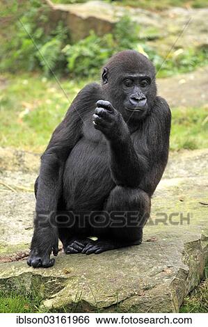 "Western Lowland Gorilla (Gorilla gorilla gorilla), juvenile, captive, Apenheul Primate Park, Apeldoorn, Gelderland, The Netherlands, Europe" View Large Photo Image Stock Photograph - "Western Lowland Gorilla (Gorilla gorilla gorilla), juvenile, captive, Apenheul Primate Park, Apeldoorn, Gelderland, The Netherlands, Europe". Fotosearch