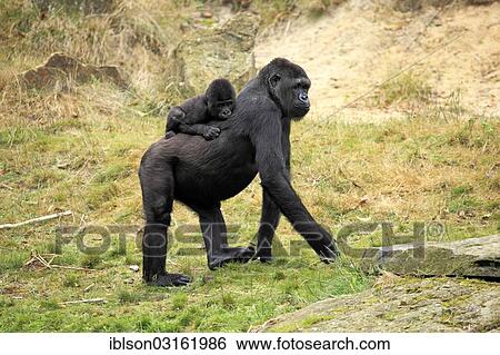 "Western Lowland Gorilla (Gorilla gorilla gorilla), adult female with an infant, captive, Apenheul Primate Park, Apeldoorn, Gelderland, The Netherlands, Europe" View Large Photo Image Stock Photograph - "Western Lowland Gorilla (Gorilla gorilla gorilla), adult female with an infant, captive, Apenheul Primate Park, Apeldoorn, Gelderland, The Netherlands, Europe". Fotosearch