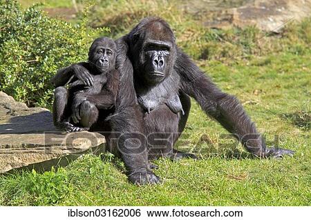 "Western Lowland Gorilla (Gorilla gorilla gorilla), adult female with an infant, captive, Apenheul Primate Park, Apeldoorn, Gelderland, The Netherlands, Europe" View Large Photo Image Stock Photograph - "Western Lowland Gorilla (Gorilla gorilla gorilla), adult female with an infant, captive, Apenheul Primate Park, Apeldoorn, Gelderland, The Netherlands, Europe". Fotosearch
