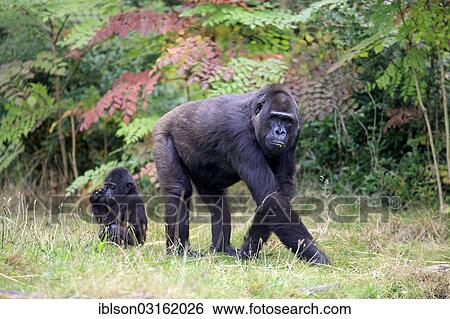 Stock Photograph - "Western Lowland Gorilla (Gorilla gorilla gorilla), female with an infant, native to Africa, captive, Apeldoorn, Gelderland, The Netherlands, Europe". Fotosearch
