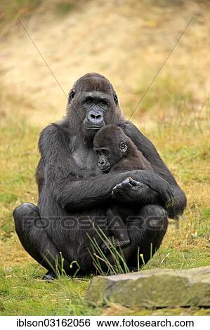 "Western Lowland Gorilla (Gorilla gorilla gorilla), female with an infant, native to Africa, captive, Apeldoorn, Gelderland, The Netherlands, Europe" View Large Photo Image Stock Photograph - "Western Lowland Gorilla (Gorilla gorilla gorilla), female with an infant, native to Africa, captive, Apeldoorn, Gelderland, The Netherlands, Europe". Fotosearch
