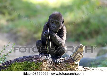 "Western Lowland Gorilla (Gorilla gorilla gorilla), infant, native to Africa, captive, Apeldoorn, Gelderland, The Netherlands, Europe" View Large Photo Image Stock Photograph - "Western Lowland Gorilla (Gorilla gorilla gorilla), infant, native to Africa, captive, Apeldoorn, Gelderland, The Netherlands, Europe". Fotosearch