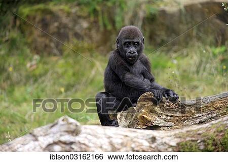 "Western Lowland Gorilla (Gorilla gorilla gorilla), infant, overawing behavior, native to Africa, captive, Apeldoorn, Gelderland, The Netherlands, Europe" View Large Photo Image Stock Photograph - "Western Lowland Gorilla (Gorilla gorilla gorilla), infant, overawing behavior, native to Africa, captive, Apeldoorn, Gelderland, The Netherlands, Europe". Fotosearch