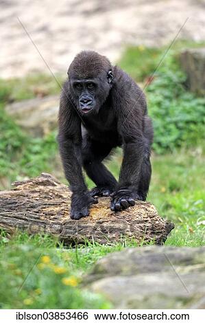 "Western Lowland Gorilla (Gorilla gorilla gorilla), young, display behaviour, Apeldoorn, Netherlands" View Large Photo Image Stock Photograph - "Western Lowland Gorilla (Gorilla gorilla gorilla), young, display behaviour, Apeldoorn, Netherlands". Fotosearch