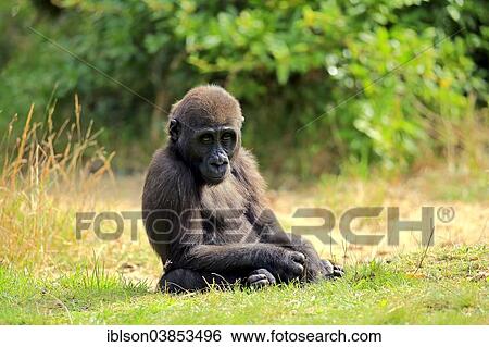 Stock Photograph - "Western Lowland Gorilla (Gorilla gorilla gorilla), young, Apeldoorn, Netherlands". Fotosearch
