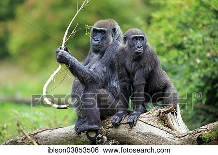 "Western Lowland Gorilla (Gorilla gorilla gorilla), adult female with young, feeding, Apeldoorn, Netherlands" View Large Photo Image Stock Photograph - "Western Lowland Gorilla (Gorilla gorilla gorilla), adult female with young, feeding, Apeldoorn, Netherlands". Fotosearch
