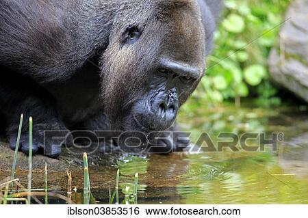 "Western Lowland Gorilla (Gorilla gorilla gorilla), adult female, drinking, Apeldoorn, Netherlands" View Large Photo Image Stock Photograph - "Western Lowland Gorilla (Gorilla gorilla gorilla), adult female, drinking, Apeldoorn, Netherlands". Fotosearch