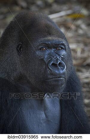 "Western Lowland Gorilla (Gorilla gorilla gorilla) in reintroduction enclosure, captive, Limbe Wildlife Centre, Limbe, Region Sud-Ouest, Cameroon, Africa" View Large Photo Image Stock Photography - "Western Lowland Gorilla (Gorilla gorilla gorilla) in reintroduction enclosure, captive, Limbe Wildlife Centre, Limbe, Region Sud-Ouest, Cameroon, Africa". Fotosearch