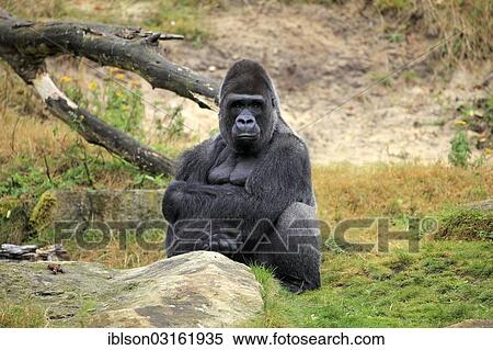 "Western Lowland Gorilla (Gorilla gorilla gorilla), adult male, captive, Apenheul Primate Park, Apeldoorn, Gelderland, The Netherlands, Europe" View Large Photo Image Stock Photography - "Western Lowland Gorilla (Gorilla gorilla gorilla), adult male, captive, Apenheul Primate Park, Apeldoorn, Gelderland, The Netherlands, Europe". Fotosearch