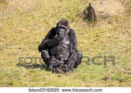 "Western Lowland Gorilla (Gorilla gorilla gorilla), female with an infant, native to Africa, captive, Apeldoorn, Gelderland, The Netherlands, Europe" View Large Photo Image Stock Photography - "Western Lowland Gorilla (Gorilla gorilla gorilla), female with an infant, native to Africa, captive, Apeldoorn, Gelderland, The Netherlands, Europe". Fotosearch