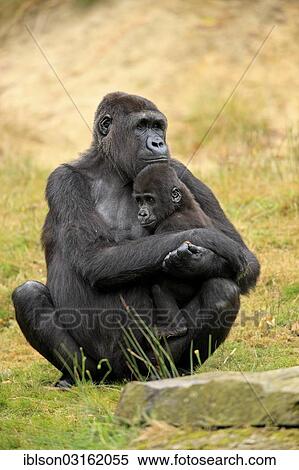 "Western Lowland Gorilla (Gorilla gorilla gorilla), female with an infant, native to Africa, captive, Apeldoorn, Gelderland, The Netherlands, Europe" View Large Photo Image Stock Photography - "Western Lowland Gorilla (Gorilla gorilla gorilla), female with an infant, native to Africa, captive, Apeldoorn, Gelderland, The Netherlands, Europe". Fotosearch