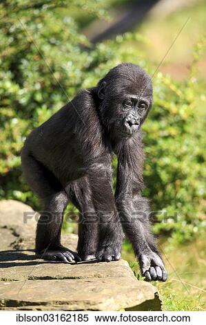 Stock Photography - "Western Lowland Gorilla (Gorilla gorilla gorilla), infant, overawing behavior, native to Africa, captive, Apeldoorn, Gelderland, The Netherlands, Europe". Fotosearch