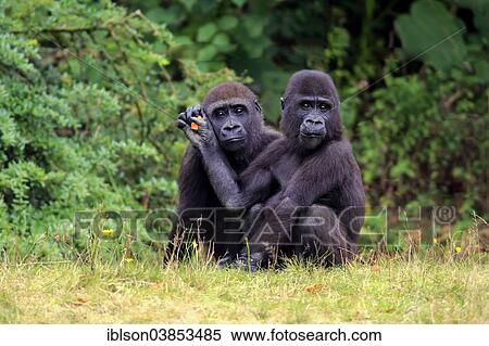 Stock Photography - "Western Lowland Gorilla (Gorilla gorilla gorilla), two juveniles, siblings, Apeldoorn, Netherlands". Fotosearch