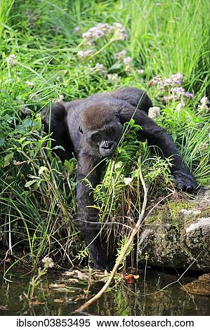 "Western Lowland Gorilla (Gorilla gorilla gorilla), young, at the waterfront, Apeldoorn, Netherlands" View Large Photo Image Stock Photography - "Western Lowland Gorilla (Gorilla gorilla gorilla), young, at the waterfront, Apeldoorn, Netherlands". Fotosearch