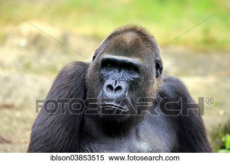 "Western Lowland Gorilla (Gorilla gorilla gorilla), adult female, portrait, Apeldoorn, Netherlands" View Large Photo Image Stock Photography - "Western Lowland Gorilla (Gorilla gorilla gorilla), adult female, portrait, Apeldoorn, Netherlands". Fotosearch