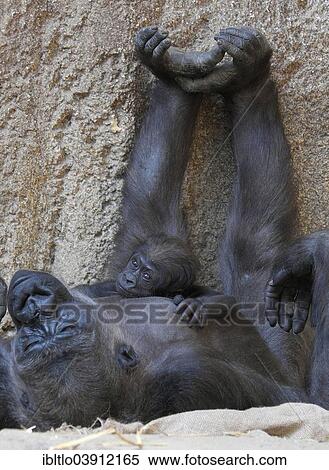 "Western Lowland Gorilla (Gorilla gorilla gorilla) with young, native to Cameroon, Congo and the Central African Republic" View Large Photo Image Stock Photography - "Western Lowland Gorilla (Gorilla gorilla gorilla) with young, native to Cameroon, Congo and the Central African Republic". Fotosearch