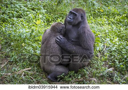 "Western lowland gorillas (Gorilla gorilla gorilla) mother suckling young, reintroduction enclosure, captive, Limbe Wildlife Centre, Limbe, Region Sud-Ouest, Cameroon, Africa" View Large Photo Image Picture - "Western lowland gorillas (Gorilla gorilla gorilla) mother suckling young, reintroduction enclosure, captive, Limbe Wildlife Centre, Limbe, Region Sud-Ouest, Cameroon, Africa". Fotosearch
