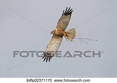 Stock Image - "Western Marsh Harrier (Circus aeruginosus), adult male, in flight, carrying nesting material, Sculthorpe Moor Nature Reserve, Wensum Valley, Norfolk, England, United Kingdom, Europe". Fotosearch