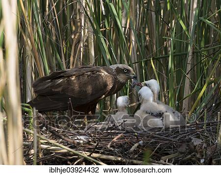 Stock Image - "Western marsh harrier (Circus aeruginosus) with chicks in the nest, Mecklenburg-Western Pomerania, Germany, Europe". Fotosearch