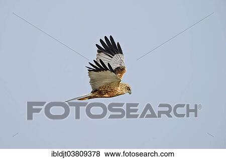 "Western Marsh Harrier (Circus aeruginosus), male, Norfolk, England, United Kingdom, Europe" View Large Photo Image Stock Photo - "Western Marsh Harrier (Circus aeruginosus), male, Norfolk, England, United Kingdom, Europe". Fotosearch