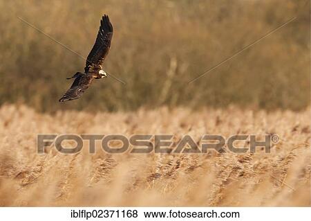 "Western Marsh Harrier (Circus aeruginosus), juvenile, in flight, hunting over reed bed, Norfolk, England, United Kingdom, Europe" View Large Photo Image Stock Photo - "Western Marsh Harrier (Circus aeruginosus), juvenile, in flight, hunting over reed bed, Norfolk, England, United Kingdom, Europe". Fotosearch
