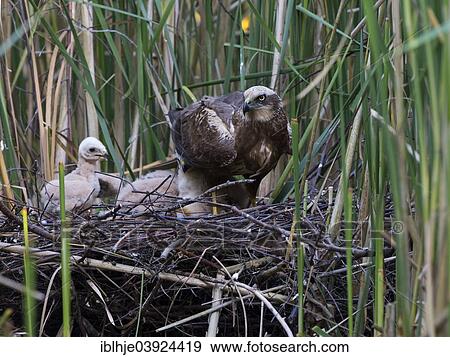 "Western marsh harrier (Circus aeruginosus) with chicks in the nest, Mecklenburg-Western Pomerania, Germany, Europe" View Large Photo Image Stock Photo - "Western marsh harrier (Circus aeruginosus) with chicks in the nest, Mecklenburg-Western Pomerania, Germany, Europe". Fotosearch