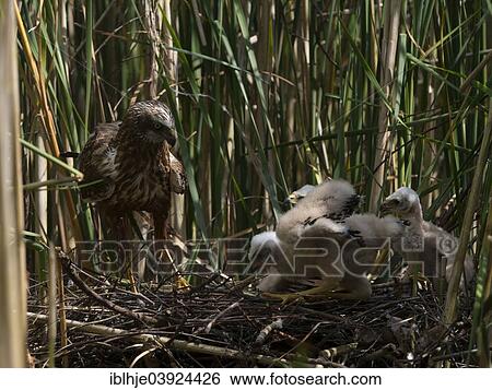 Stock Photograph - "Western marsh harrier (Circus aeruginosus) with chicks in the nest, Mecklenburg-Western Pomerania, Germany, Europe". Fotosearch