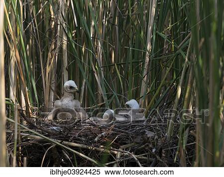 "Western marsh harrier (Circus aeruginosus), chicks in the nest, Mecklenburg-Western Pomerania, Germany, Europe" View Large Photo Image Stock Photography - "Western marsh harrier (Circus aeruginosus), chicks in the nest, Mecklenburg-Western Pomerania, Germany, Europe". Fotosearch
