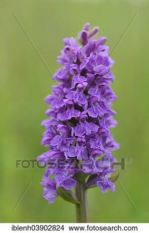 "Western Marsh Orchid (Dactylorhiza majalis), Texel, province of North Holland, The Netherlands, Europe" View Large Photo Image Picture - "Western Marsh Orchid (Dactylorhiza majalis), Texel, province of North Holland, The Netherlands, Europe". Fotosearch