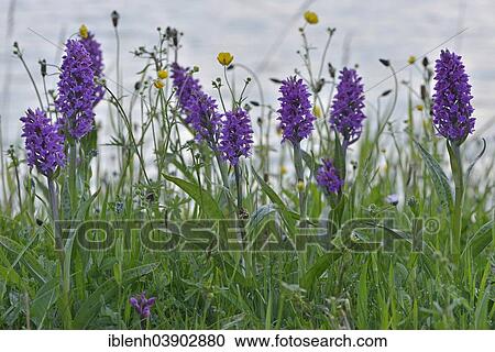 "Western Marsh Orchid (Dactylorhiza majalis), Texel, province of North Holland, The Netherlands, Europe" View Large Photo Image Stock Image - "Western Marsh Orchid (Dactylorhiza majalis), Texel, province of North Holland, The Netherlands, Europe". Fotosearch