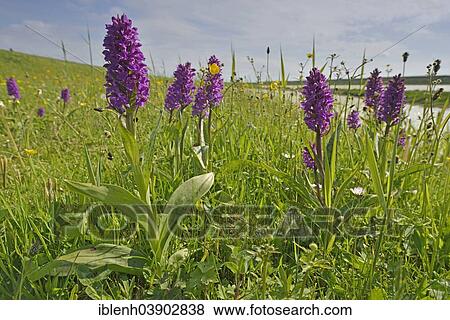 "Western Marsh Orchid (Dactylorhiza majalis), Texel, province of North Holland, The Netherlands, Europe" View Large Photo Image Stock Photo - "Western Marsh Orchid (Dactylorhiza majalis), Texel, province of North Holland, The Netherlands, Europe". Fotosearch