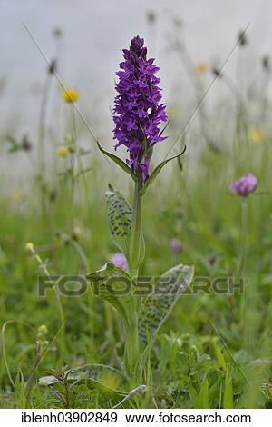 "Western Marsh Orchid (Dactylorhiza majalis), Texel, province of North Holland, The Netherlands, Europe" View Large Photo Image Stock Photo - "Western Marsh Orchid (Dactylorhiza majalis), Texel, province of North Holland, The Netherlands, Europe". Fotosearch