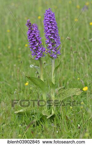 "Western Marsh Orchid (Dactylorhiza majalis), Texel, province of North Holland, The Netherlands, Europe" View Large Photo Image Stock Photography - "Western Marsh Orchid (Dactylorhiza majalis), Texel, province of North Holland, The Netherlands, Europe". Fotosearch