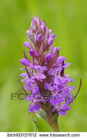 "Western Marsh Orchid or Broad-leaved Marsh Orchid (Dactylorhiza majalis), North Rhine-Westphalia, Germany, Europe" View Large Photo Image Stock Image - "Western Marsh Orchid or Broad-leaved Marsh Orchid (Dactylorhiza majalis), North Rhine-Westphalia, Germany, Europe". Fotosearch