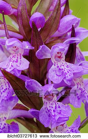 "Western Marsh Orchid or Broad-leaved Marsh Orchid (Dactylorhiza majalis), flowers, North Rhine-Westphalia, Germany, Europe" View Large Photo Image Stock Image - "Western Marsh Orchid or Broad-leaved Marsh Orchid (Dactylorhiza majalis), flowers, North Rhine-Westphalia, Germany, Europe". Fotosearch
