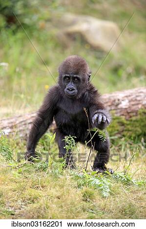 Western Ova Gorili Gorilla Goril Gorilla Kucuk Cocuk Yerli Karsi Afrika Tutsak Apeldoorn Gelderland The Netherlands Europe Hazir Goruntu Iblson03162201 Fotosearch