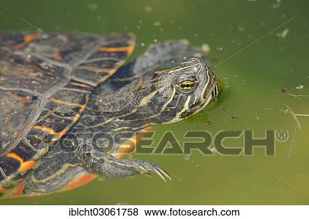 "Western Painted Turtle (Chrysemys picta bellii), native to North America, captive, Bergkamen, North Rhine-Westphalia, Germany, Europe" View Large Photo Image Stock Photo - "Western Painted Turtle (Chrysemys picta bellii), native to North America, captive, Bergkamen, North Rhine-Westphalia, Germany, Europe". Fotosearch