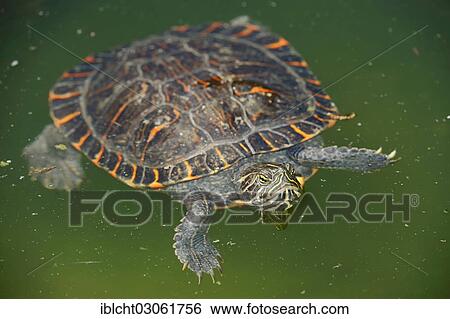 Stock Photograph - "Western Painted Turtle (Chrysemys picta bellii), native to North America, captive, Bergkamen, North Rhine-Westphalia, Germany, Europe". Fotosearch