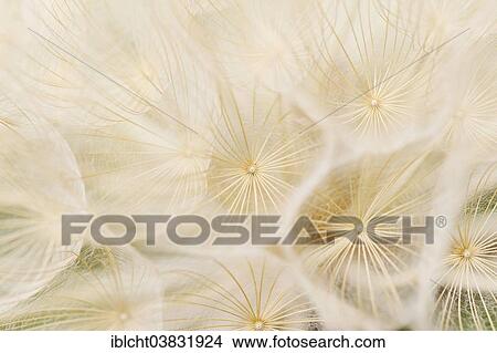 Picture - "Western Salsify, Western Goat's-beard or Wild Oysterplant (Tragopogon dubius), seed head, Provence, Southern France, France, Europe". Fotosearch