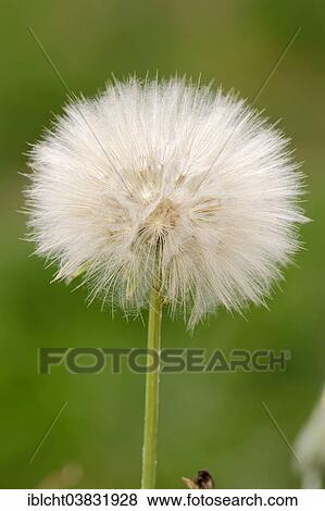 "Western Salsify, Western Goat's-beard or Wild Oysterplant (Tragopogon dubius), seed head, Provence, Southern France, France, Europe" View Large Photo Image Stock Photo - "Western Salsify, Western Goat's-beard or Wild Oysterplant (Tragopogon dubius), seed head, Provence, Southern France, France, Europe". Fotosearch