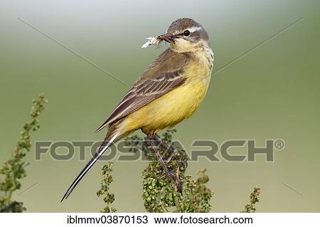 Stock Image - "Western Yellow Wagtail (Motacilla flava) perched with prey, Strohauser Plate, Lower Saxony, Germany, Europe". Fotosearch