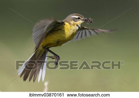 "Western Yellow Wagtail (Motacilla flava) in hovering flight with prey, approaching, Strohauser Plate, Lower Saxony, Germany, Europe" View Large Photo Image Stock Image - "Western Yellow Wagtail (Motacilla flava) in hovering flight with prey, approaching, Strohauser Plate, Lower Saxony, Germany, Europe". Fotosearch