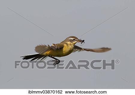 "Western Yellow Wagtail (Motacilla flava) in hovering flight with prey, approaching, Strohauser Plate, Lower Saxony, Germany, Europe" View Large Photo Image Stock Image - "Western Yellow Wagtail (Motacilla flava) in hovering flight with prey, approaching, Strohauser Plate, Lower Saxony, Germany, Europe". Fotosearch