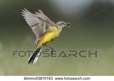 "Western Yellow Wagtail (Motacilla flava) in hovering flight with prey, approaching, Strohauser Plate, Lower Saxony, Germany, Europe" View Large Photo Image Stock Image - "Western Yellow Wagtail (Motacilla flava) in hovering flight with prey, approaching, Strohauser Plate, Lower Saxony, Germany, Europe". Fotosearch