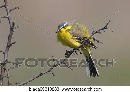 "Western Yellow Wagtail (Motacilla flava), male perched on songpost, Neusiedlersee, Illmitz, Burgenland, Austria, Europe" View Large Photo Image Stock Photo - "Western Yellow Wagtail (Motacilla flava), male perched on songpost, Neusiedlersee, Illmitz, Burgenland, Austria, Europe". Fotosearch